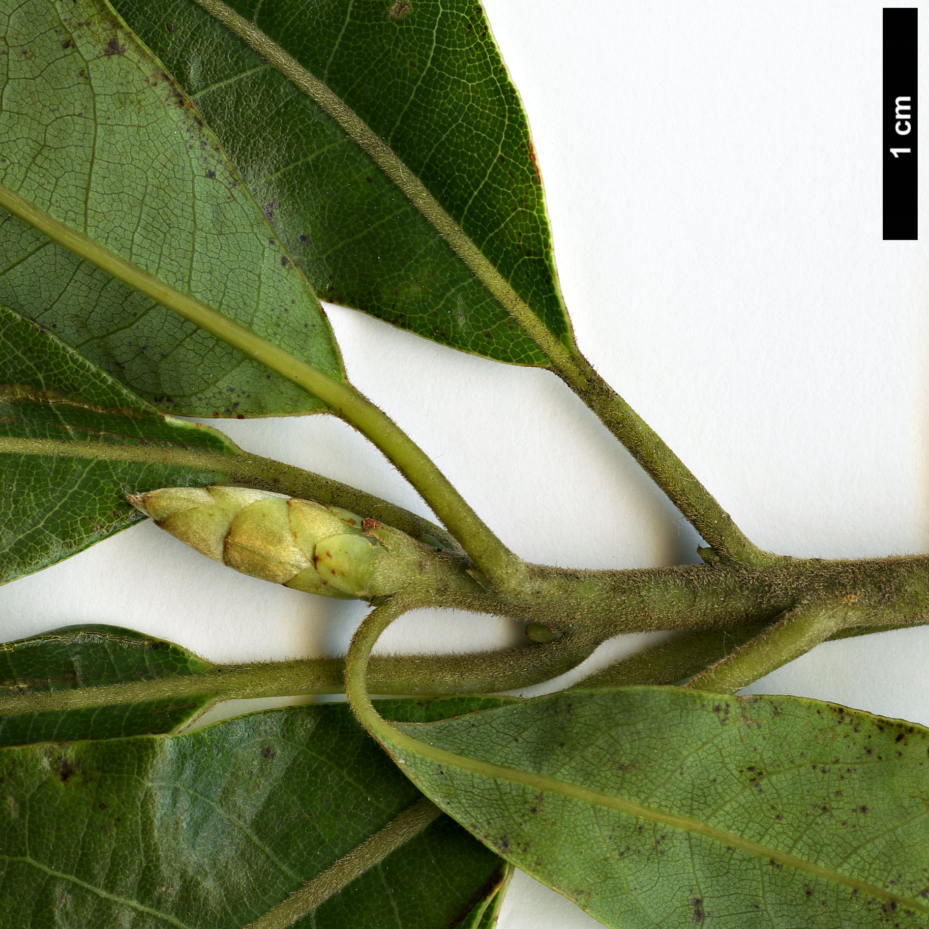 High resolution image: Family: Lauraceae - Genus: Dodecadenia - Taxon: grandiflora